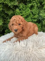 River   F1B, a male Cavapoo for sale in Sugarcreek, OH – 4 of 5