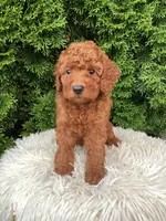 Victor   F1B, a male Cavapoo for sale in Sugarcreek, OH – 5 of 7