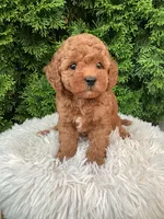 Sylas   F1B, a male Cavapoo for sale in Sugarcreek, OH – 5 of 7