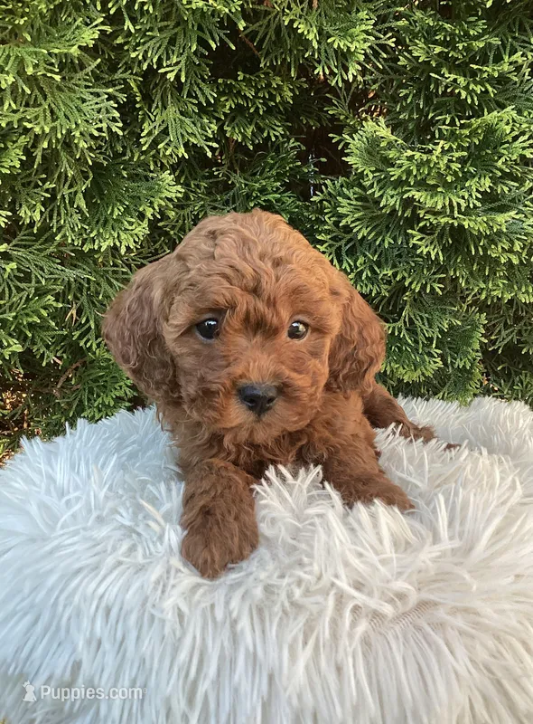 Scout   F1B – Cavapoo puppy for sale in Sugarcreek, OH