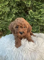 Scout   F1B, a male Cavapoo for sale in Sugarcreek, OH – 1 of 6