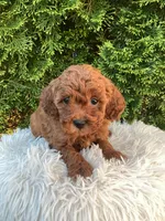 Scout   F1B, a male Cavapoo for sale in Sugarcreek, OH – 3 of 6