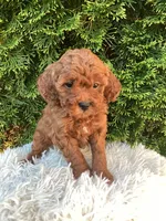 Scout   F1B, a male Cavapoo for sale in Sugarcreek, OH – 4 of 6