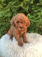 Scout   F1B, a male Cavapoo for sale in Sugarcreek, OH – 6 of 6