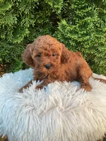 Scout   F1B, a male Cavapoo for sale in Sugarcreek, OH – 2 of 6