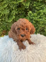 Scout   F1B, a male Cavapoo for sale in Sugarcreek, OH – 5 of 6