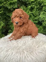 Victor   F1B, a male Cavapoo for sale in Sugarcreek, OH – 4 of 7