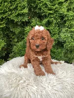 Dana   F1B, a female Cavapoo for sale in Sugarcreek, OH – 6 of 8