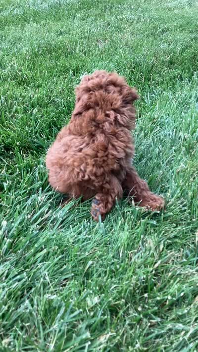 Scout   F1B, a male Cavapoo for sale in Sugarcreek, OH – 10 of 10