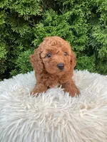 Axel   F1B, a male Cavapoo for sale in Sugarcreek, OH – 2 of 8