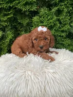 Dana   F1B, a female Cavapoo for sale in Sugarcreek, OH – 7 of 8