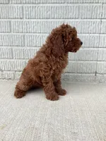 Scout   F1B, a male Cavapoo for sale in Sugarcreek, OH – 3 of 10