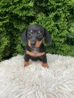 Violet   AKC, a female Miniature Dachshund for sale in Sugarcreek, OH – 4 of 4