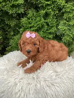 Carly   F1B, a female Cavapoo for sale in Sugarcreek, OH – 2 of 6