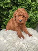 Victor   F1B, a male Cavapoo for sale in Sugarcreek, OH – 6 of 7