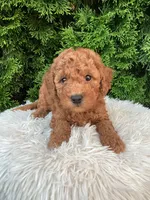 River   F1B, a male Cavapoo for sale in Sugarcreek, OH – 1 of 5