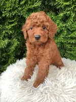 Victor   F1B, a male Cavapoo for sale in Sugarcreek, OH – 2 of 7