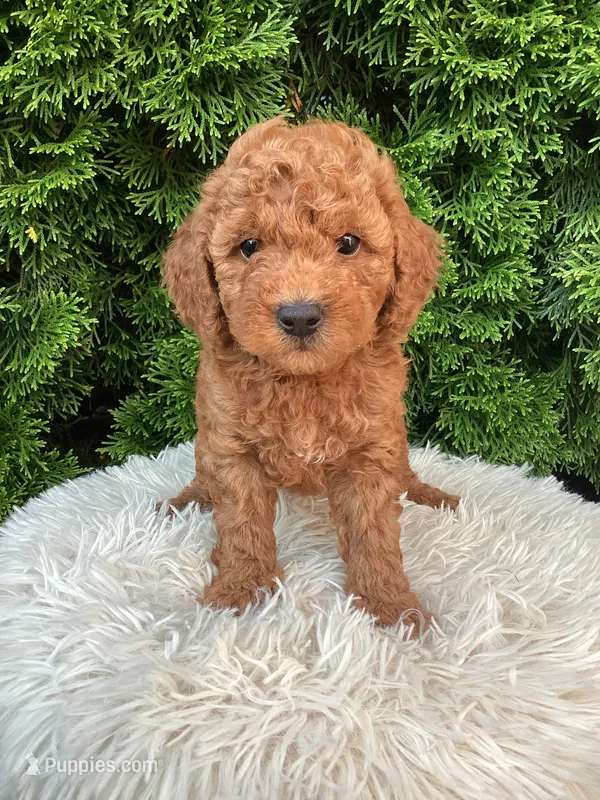 River   F1B – Cavapoo puppy for sale in Sugarcreek, OH