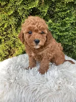 Maggie   F1B, a female Cavapoo for sale in Sugarcreek, OH – 7 of 7