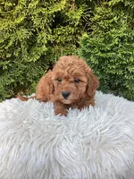 Maggie   F1B, a female Cavapoo for sale in Sugarcreek, OH – 2 of 7