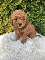 Maggie   F1B, a female Cavapoo for sale in Sugarcreek, OH – 5 of 7