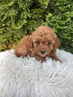 Maggie   F1B, a female Cavapoo for sale in Sugarcreek, OH – 4 of 7