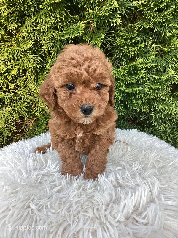 Maggie   F1B – Cavapoo puppy for sale in Sugarcreek, OH