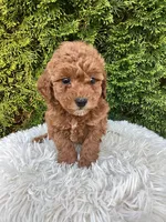 Maggie   F1B, a female Cavapoo for sale in Sugarcreek, OH – 1 of 7