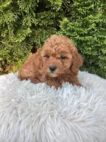 Maggie   F1B, a female Cavapoo for sale in Sugarcreek, OH – 6 of 7