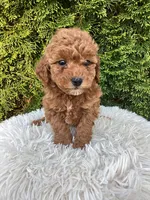 Maggie   F1B, a female Cavapoo for sale in Sugarcreek, OH – 3 of 7