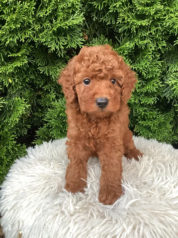 Victor   F1B – Cavapoo puppy for sale in Sugarcreek, OH