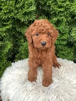 Victor   F1B, a male Cavapoo for sale in Sugarcreek, OH – 1 of 7