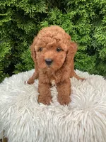 Sylas   F1B, a male Cavapoo for sale in Sugarcreek, OH – 4 of 7