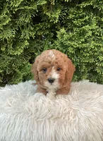 Ivy   F1B, a female Cavapoo for sale in Sugarcreek, OH – 2 of 5