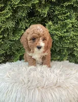 Ivy   F1B, a female Cavapoo for sale in Sugarcreek, OH – 5 of 5