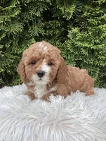 Ivy   F1B, a female Cavapoo for sale in Sugarcreek, OH – 3 of 5