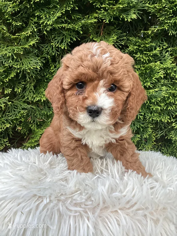 Ivy   F1B – Cavapoo puppy for sale in Sugarcreek, OH