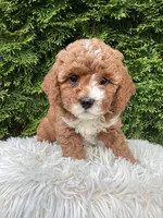 Ivy   F1B, a female Cavapoo for sale in Sugarcreek, OH – 1 of 5