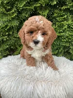 Ivy   F1B, a female Cavapoo for sale in Sugarcreek, OH – 4 of 5