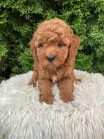 Sylas   F1B, a male Cavapoo for sale in Sugarcreek, OH – 6 of 7