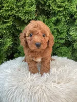 Axel   F1B, a male Cavapoo for sale in Sugarcreek, OH – 3 of 8