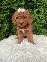 Dana   F1B, a female Cavapoo for sale in Sugarcreek, OH – 3 of 8