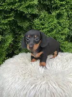 Violet   AKC, a female Miniature Dachshund for sale in Sugarcreek, OH – 3 of 4