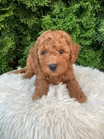 River   F1B, a male Cavapoo for sale in Sugarcreek, OH – 3 of 5