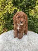 Ernie   F1B, a male Cavapoo for sale in Sugarcreek, OH – 5 of 7