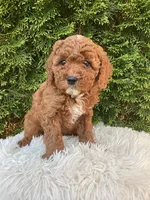 Ernie   F1B, a male Cavapoo for sale in Sugarcreek, OH – 6 of 7