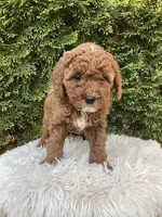 Ernie   F1B, a male Cavapoo for sale in Sugarcreek, OH – 2 of 7