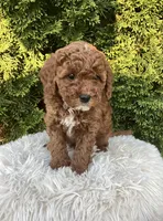 Ernie   F1B, a male Cavapoo for sale in Sugarcreek, OH – 7 of 7
