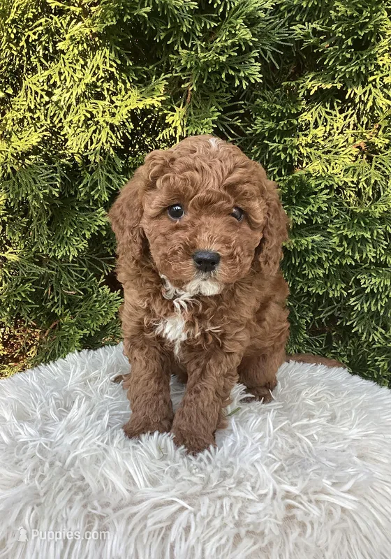 Ernie   F1B – Cavapoo puppy for sale in Sugarcreek, OH