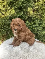 Ernie   F1B, a male Cavapoo for sale in Sugarcreek, OH – 4 of 7